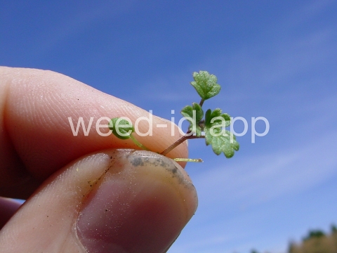 henbit